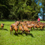 Illustration du producteur la Ferme du Hallay