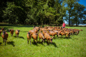 Illustration du producteur la Ferme du Hallay