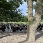 Illustration du producteur La Ferme de la Forêt