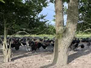 Illustration du producteur La Ferme de la Forêt