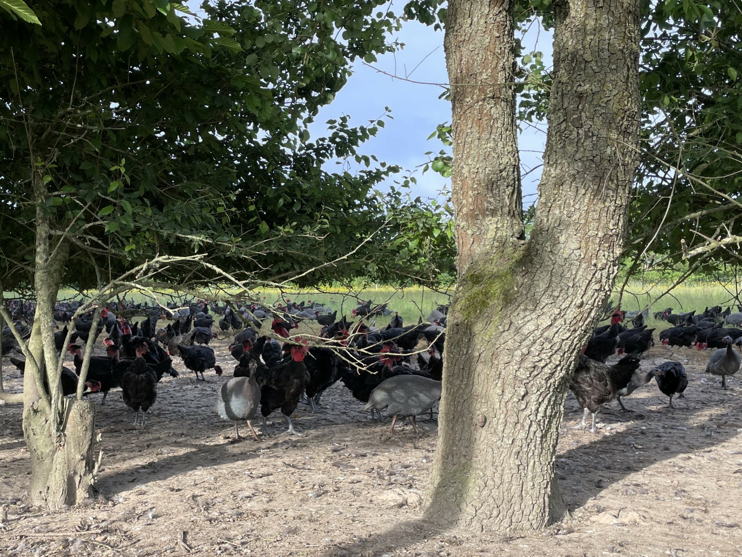La Ferme de la Forêt