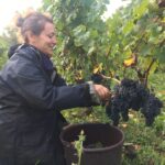 Illustration du producteur Château du Bois Huaut - famille Duret