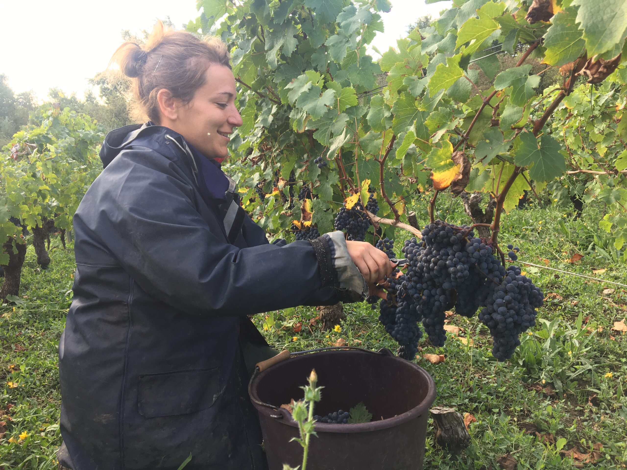 Visuel du producteur