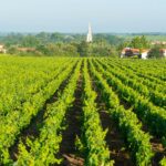 Illustration du producteur Domaine du Paradis