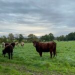 Illustration du producteur Stéphane Goulet