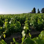 Illustration du producteur Domaine les Hauts Pémions