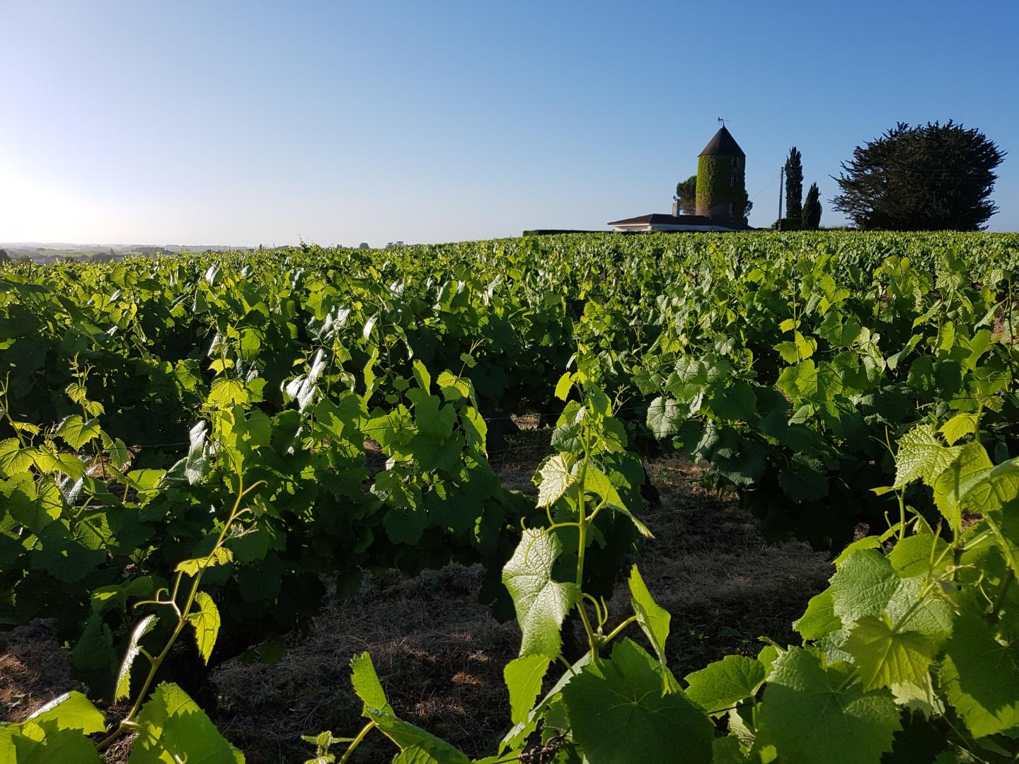 Domaine les Hauts Pémions