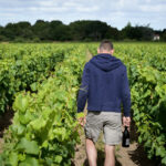 Illustration du producteur Domaine Bruno Cormerais