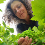 Illustration du producteur Domaine Le Vieux Puits