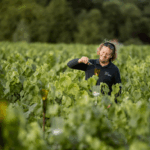 Illustration du producteur les Vins de Lavie