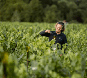 Illustration du producteur les Vins de Lavie