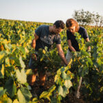 Illustration du producteur Domaine Ménard Gaborit