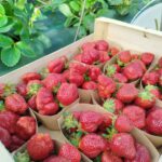 Illustration du producteur A Fleur de Ceps