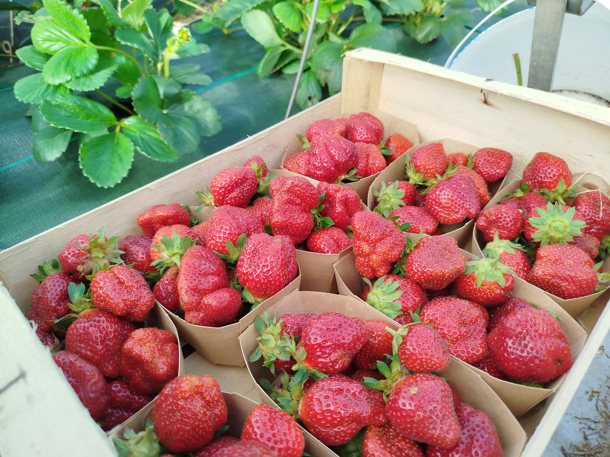 Visuel du producteur